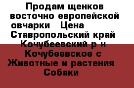 Продам щенков восточно-европейской овчарки › Цена ­ 2 000 - Ставропольский край, Кочубеевский р-н, Кочубеевское с. Животные и растения » Собаки   